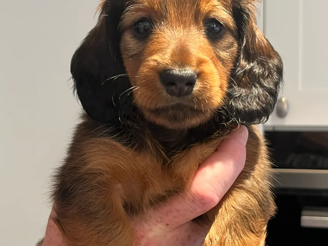 Billede 2 - Gravhundehvalpe, 2 hanner