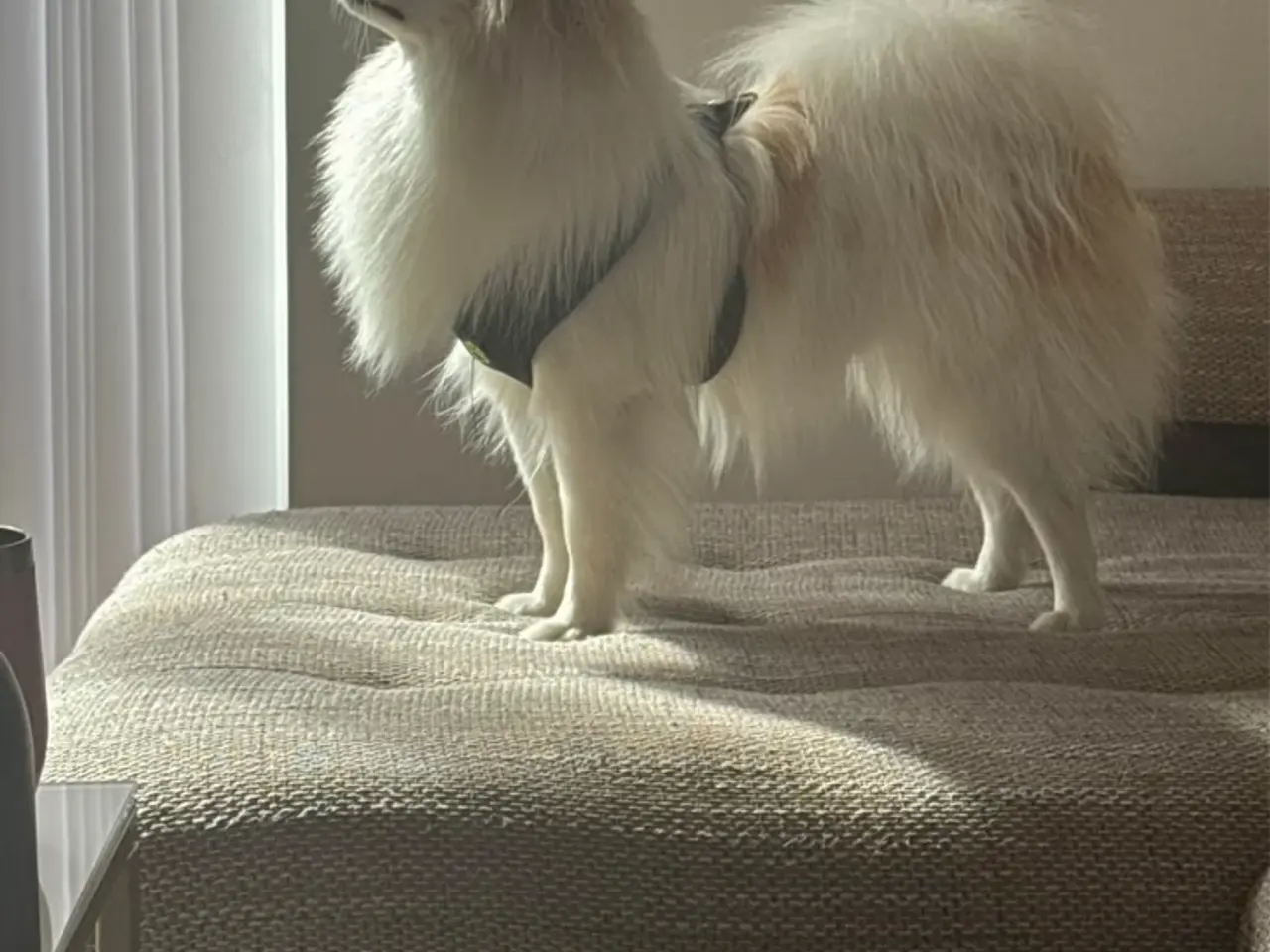 Billede 2 - Pomeranian hanhund på 10 måneder