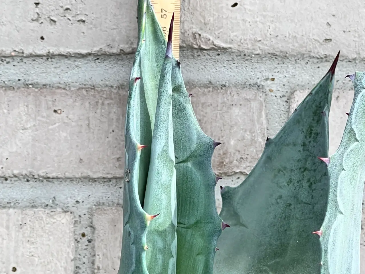 Billede 2 - Agave stor ca 70 cm , i  og med 30cm potte