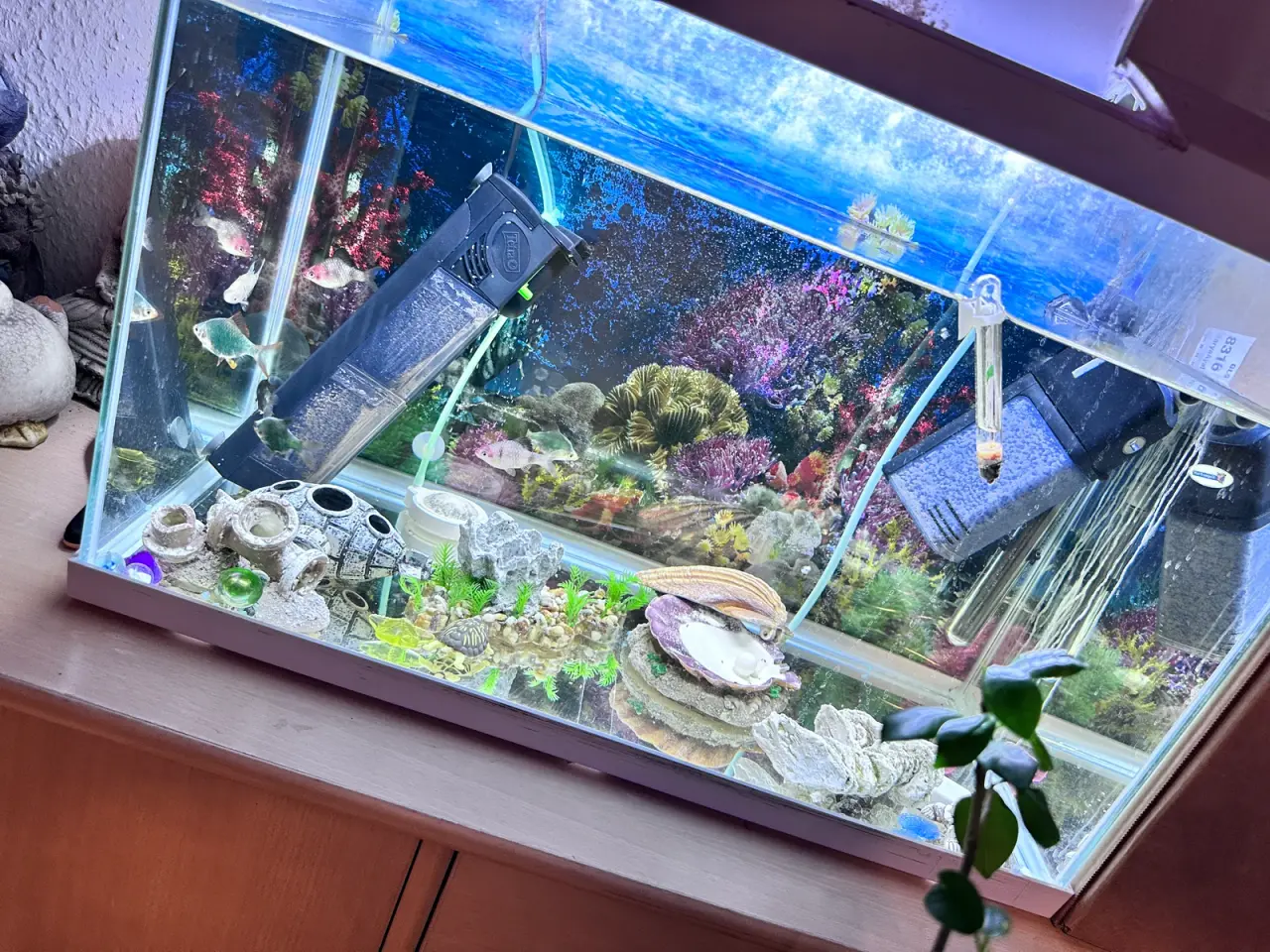 Billede 1 - akvarium med fisk, stor sugemalle og alt udstyr