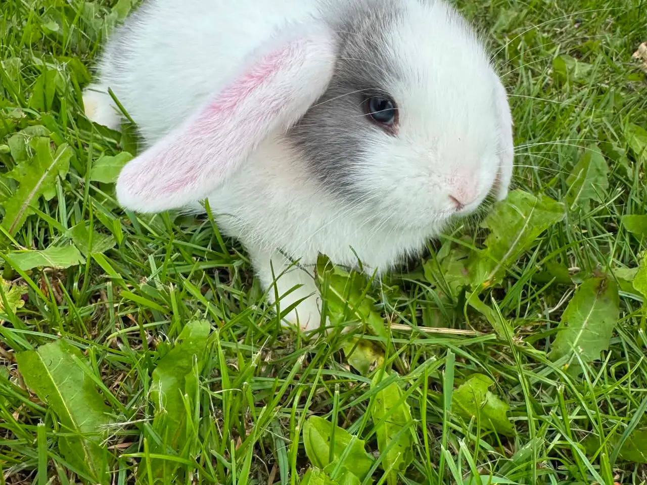 Billede 3 - Dværg vædder kaninunger 🐰