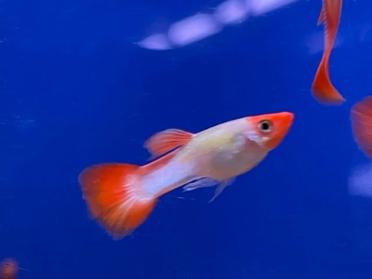 Billede 1 - Koi guppy 