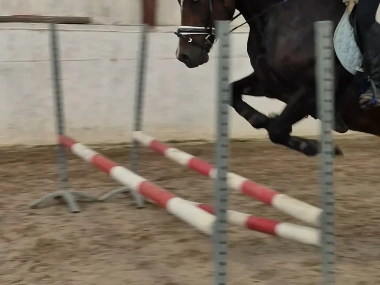 Billede 2 - Sød welsh cob hoppe sælges