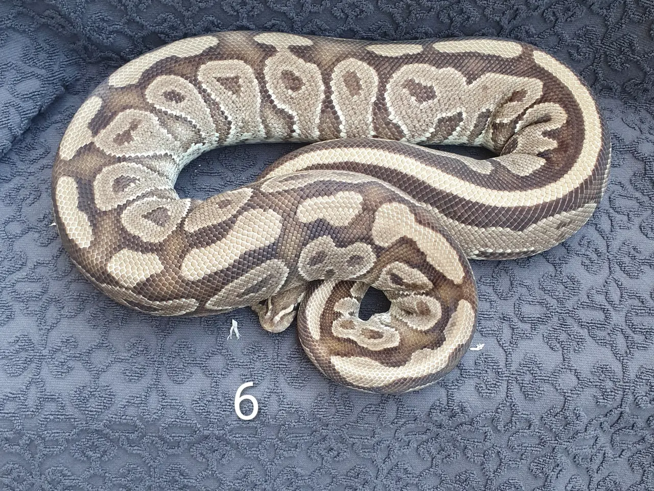 Billede 6 - Kongepython morfer..