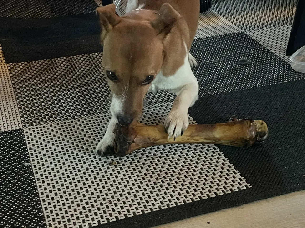 Billede 1 - Skøn hund søger nyt hjem