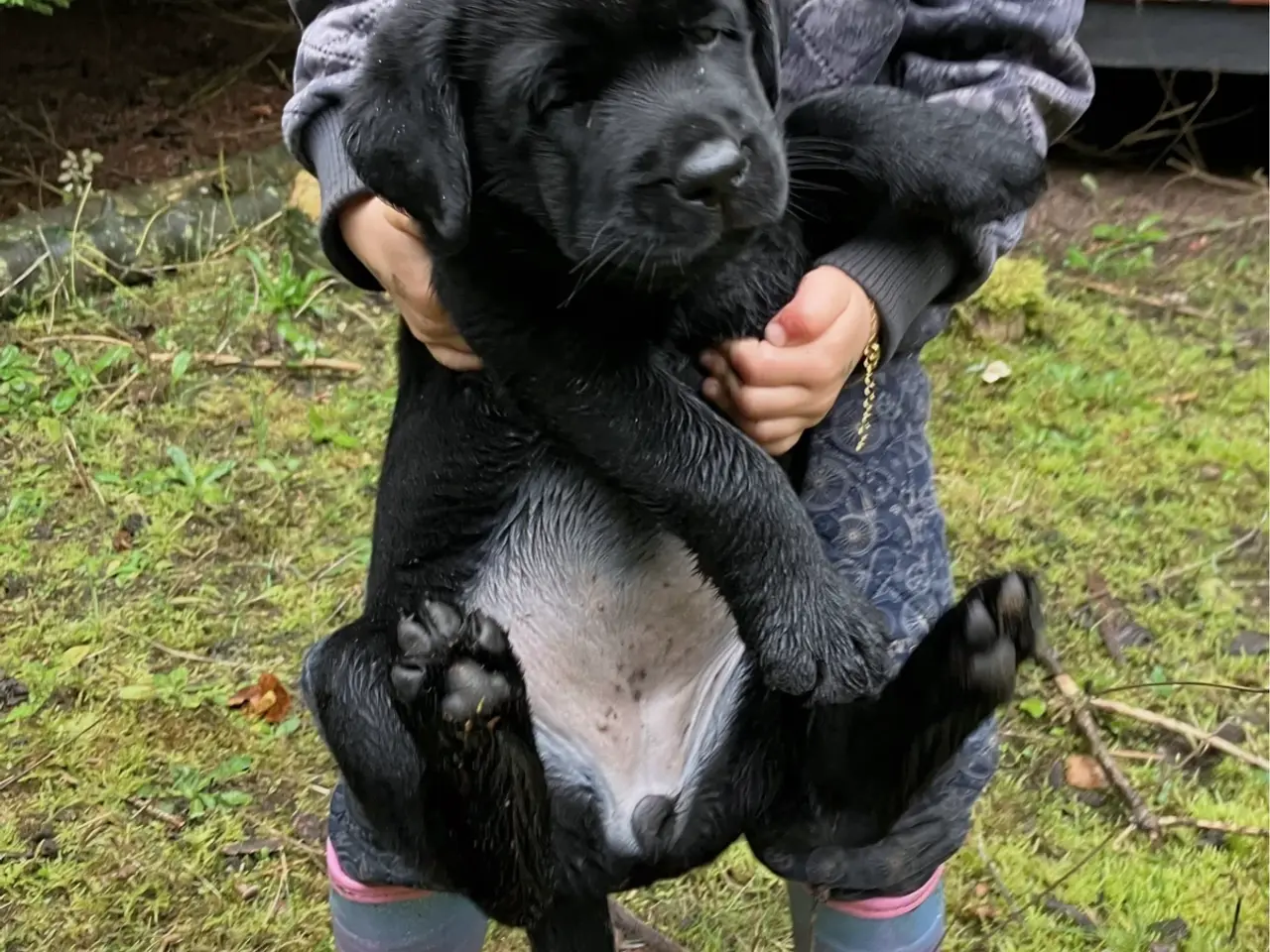 Billede 2 - Labrador tævehvalp, 8 uger 