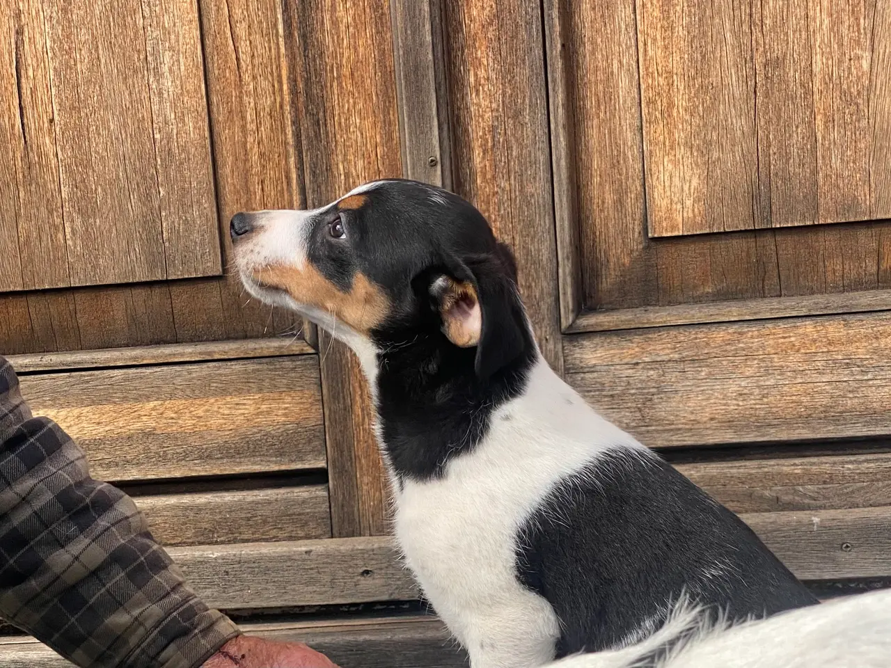 Billede 8 - Dansk-svensk gårdhund hvalper
