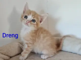 Maine Coon Blandings killinger kan Resaveres nu🌸