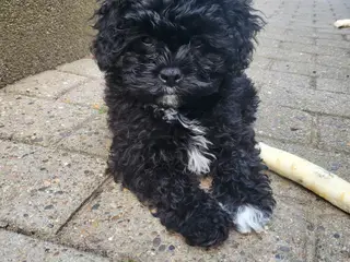 Shih poo