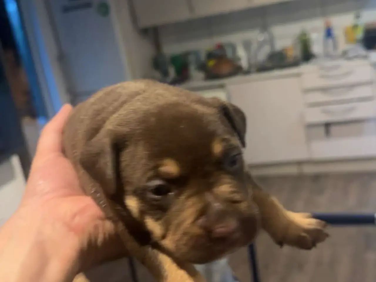 Billede 10 - 10 stk hvalpe (American bully xl)