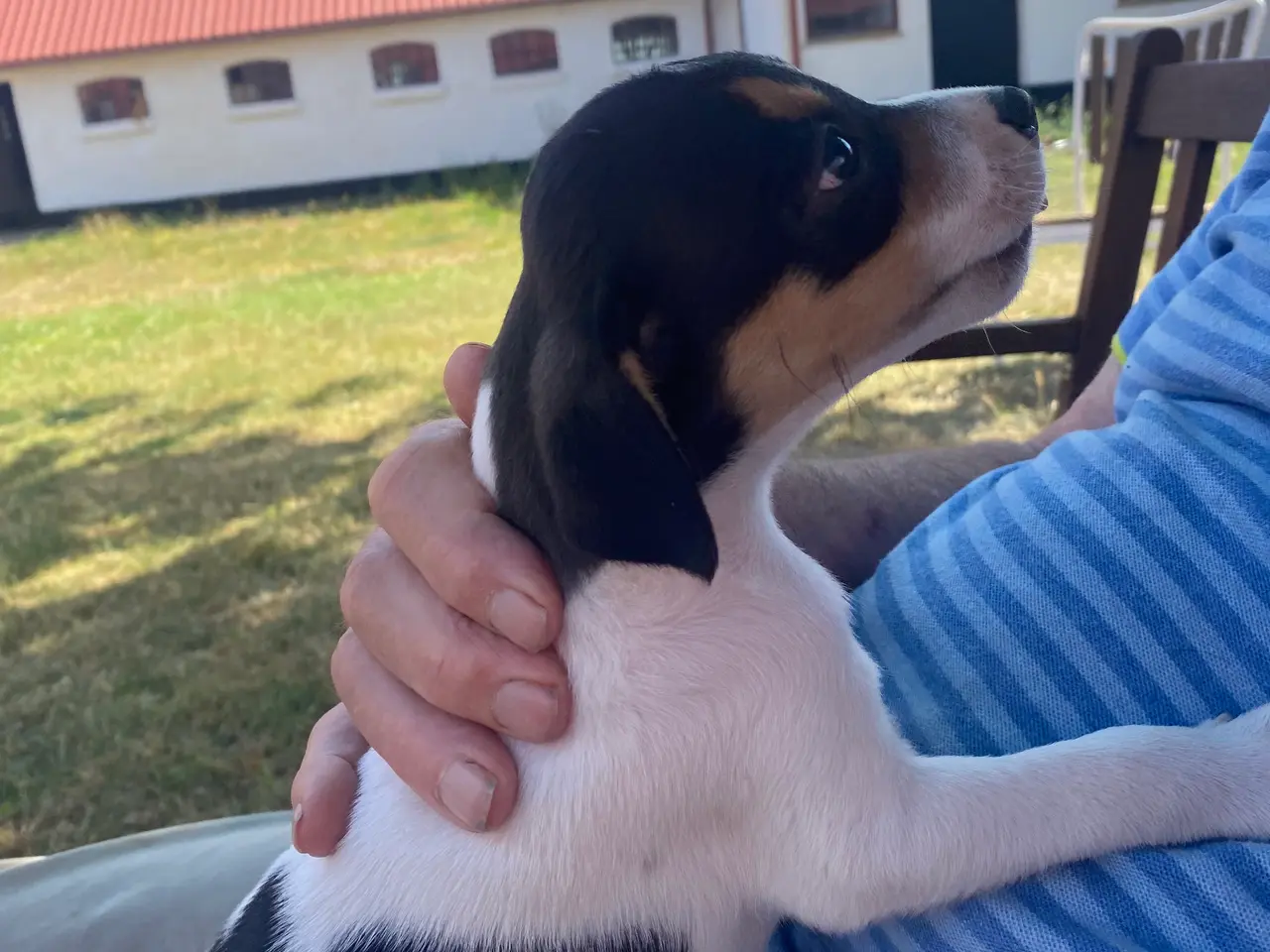 Billede 7 - Dansk-svensk gårdhund hvalper
