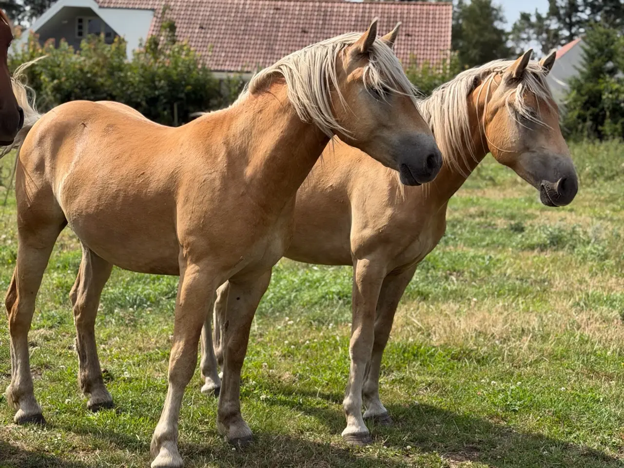 Billede 1 - 2 års haflinger
