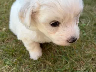 Hundehvalpe Malteser blanding - 3