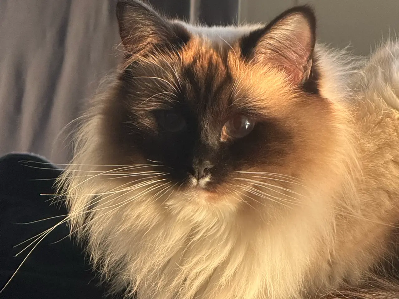 Billede 4 - dejlige Ragdoll-killinger