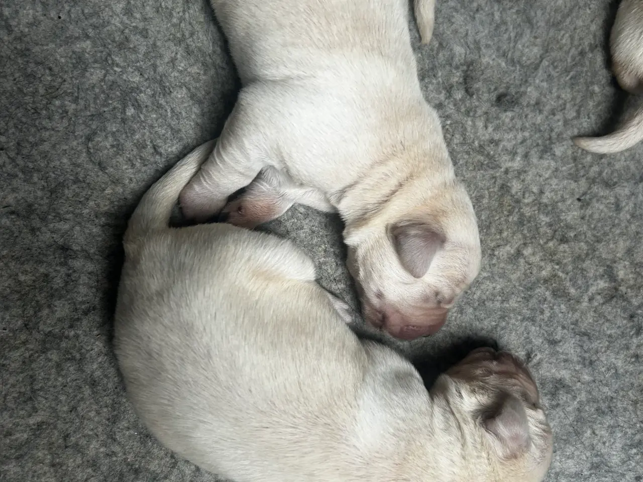 Billede 7 - Golden retriever/ labrador 