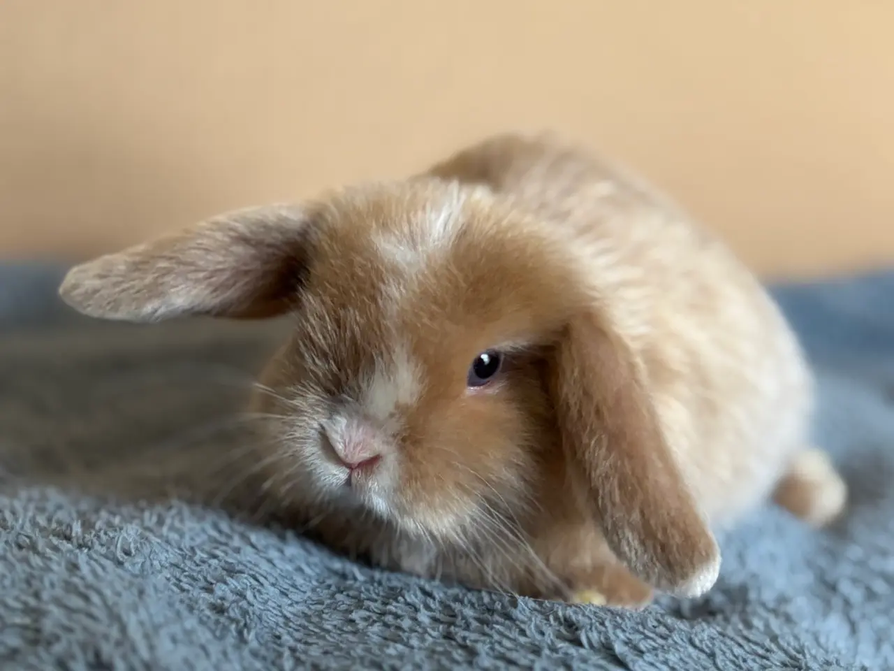 Billede 7 - Ægte Minilop unger søger nye hjem 🐰💛