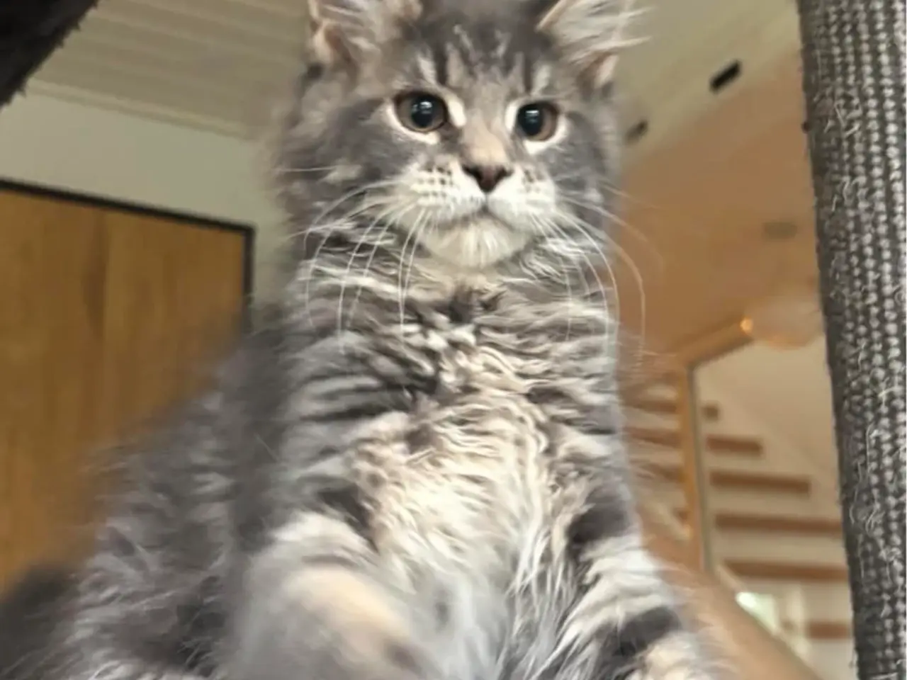 Billede 4 - 💕Maine Coon 💕