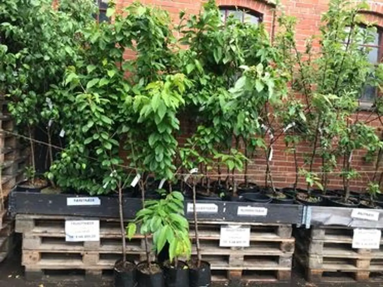 Billede 2 - Frugt træer, æble, kirsebær, blomme og pære