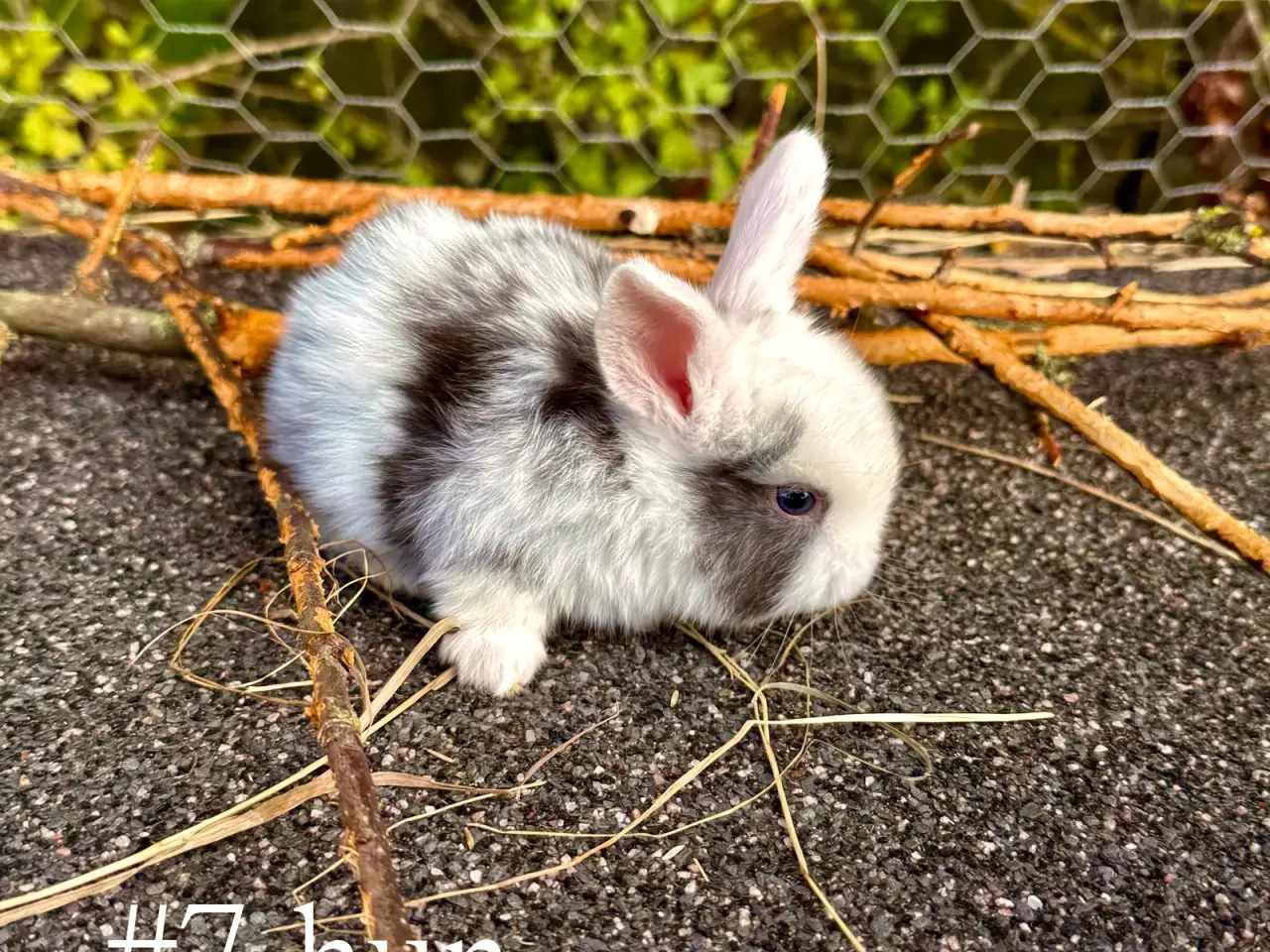 Billede 8 - Mini Lop kaninunger