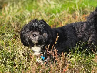Avl. Lhasa apso han til avl