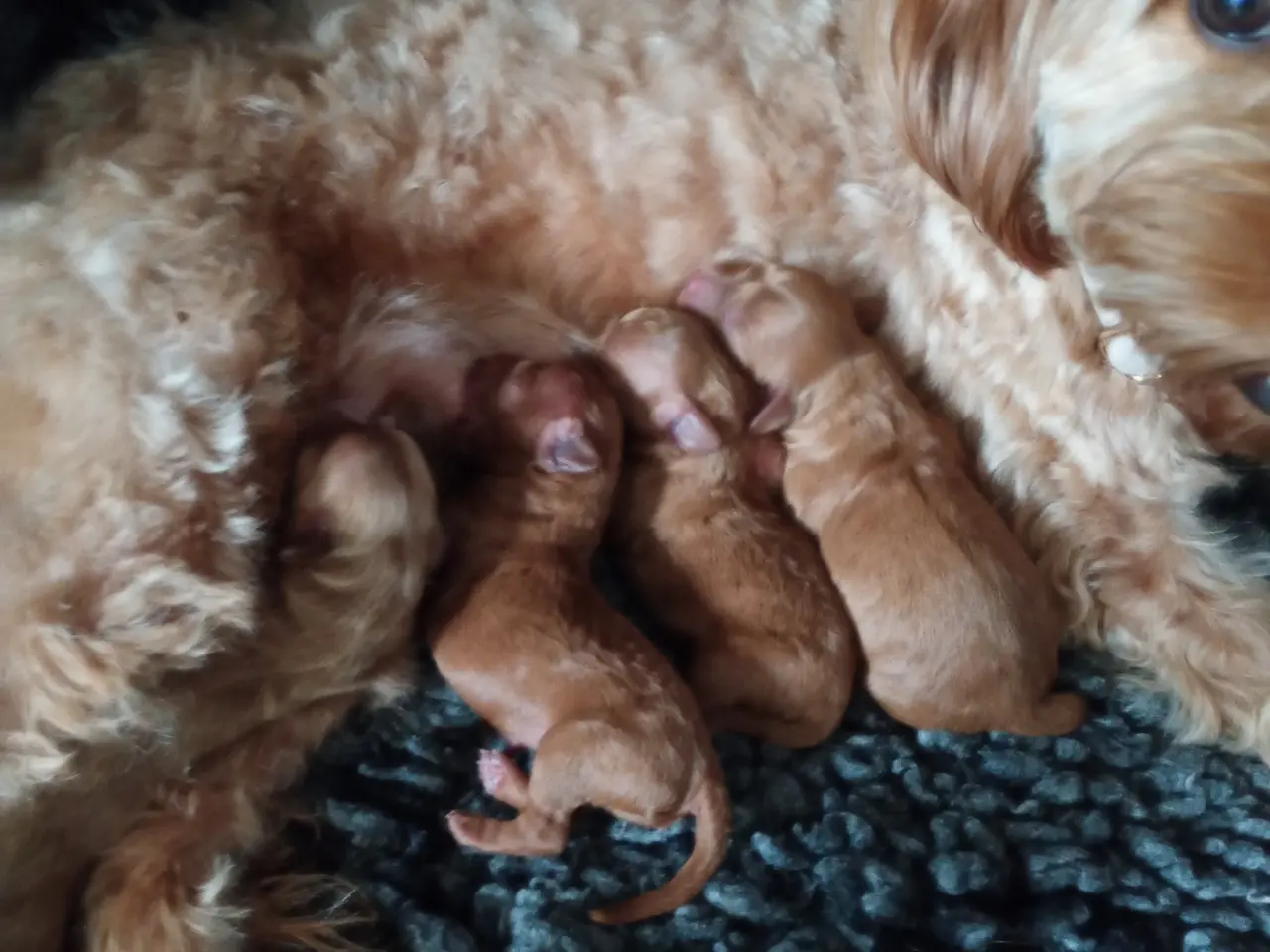 Billede 2 - Cavapoo-hvalpe