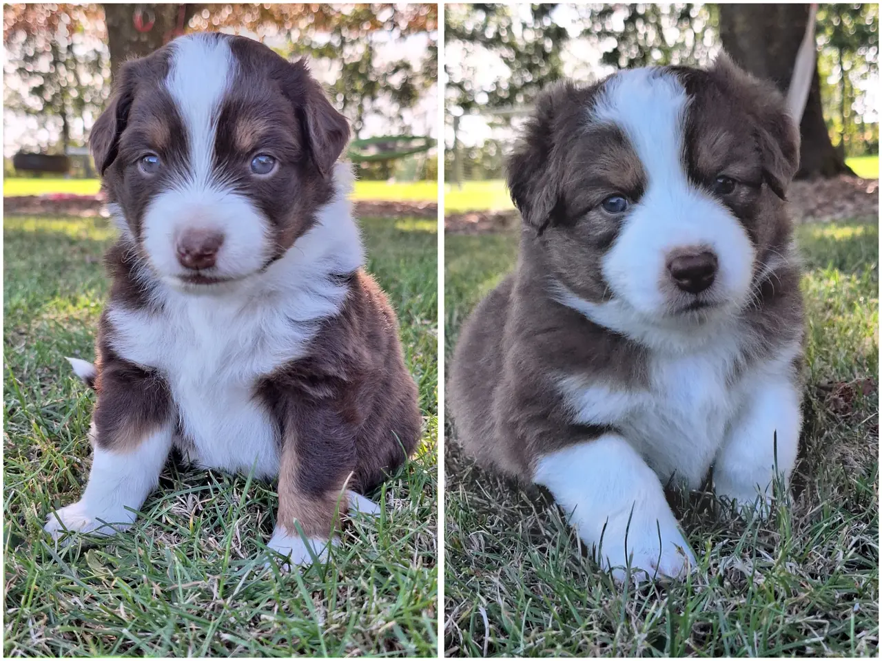 Billede 9 - Miniature American Shepherd hvalpe