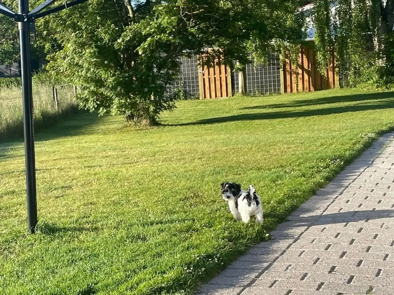 Billede 8 - parring af Yorkshire terrier / Malteser