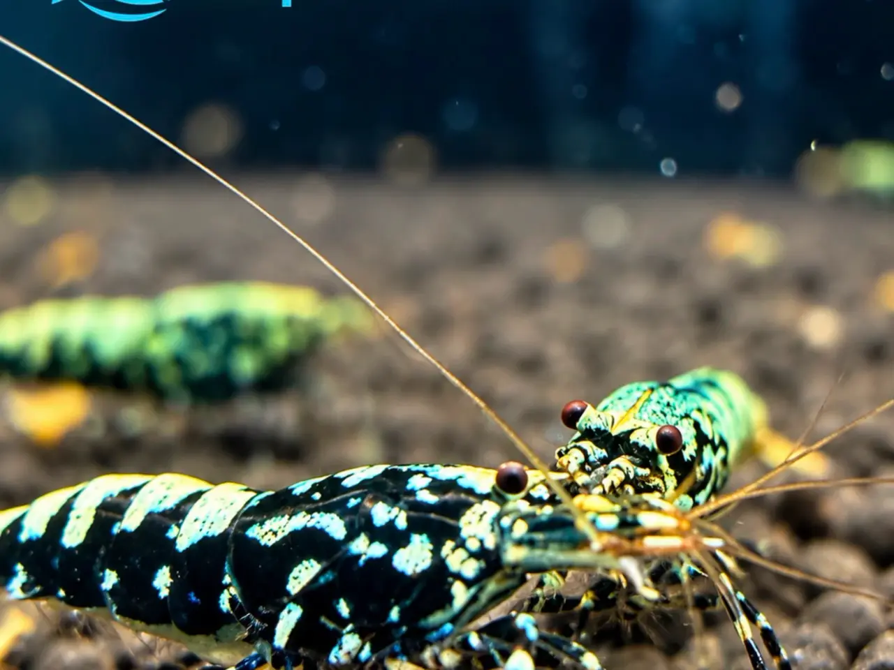 Billede 17 - Flotte Caridina Galaxy Fishbone Rejer