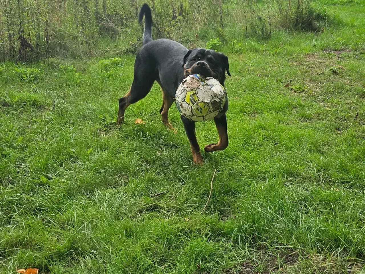 Billede 2 - Rottweiler tæve