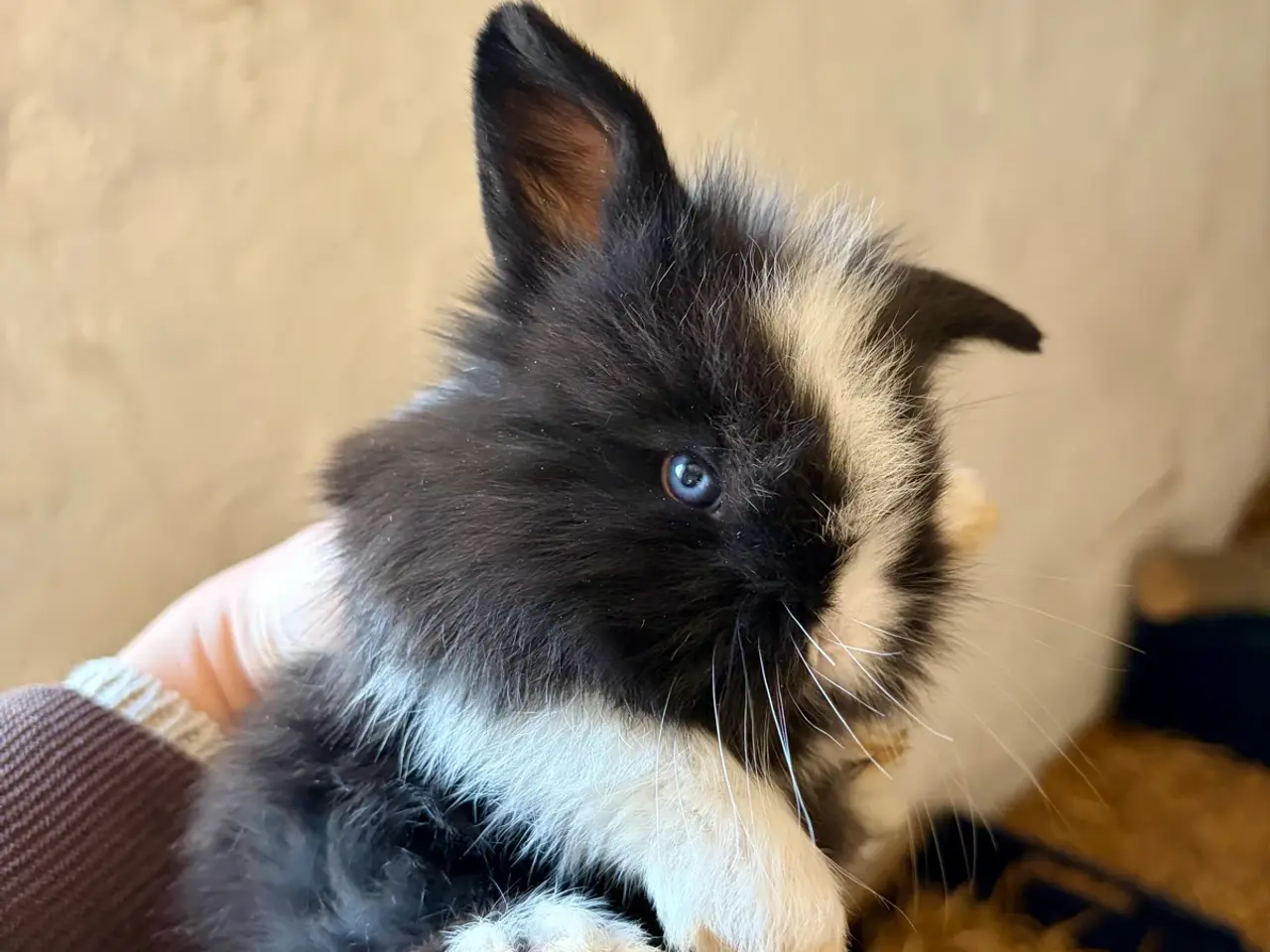 Billede 1 - Kaninunger søger nyt hjem 🥰❤️