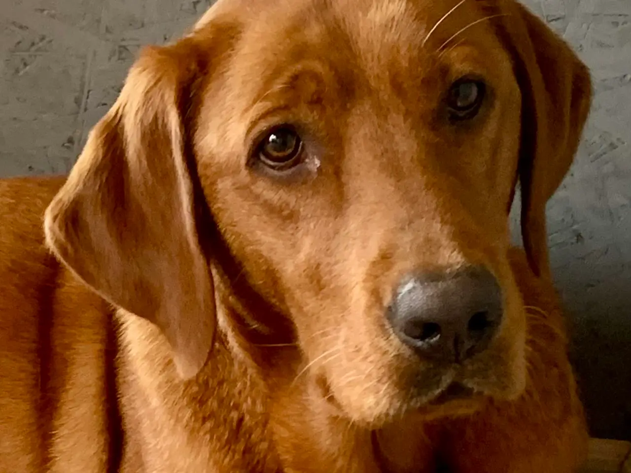 Billede 12 - Labrador hvalpe gul / fox red 