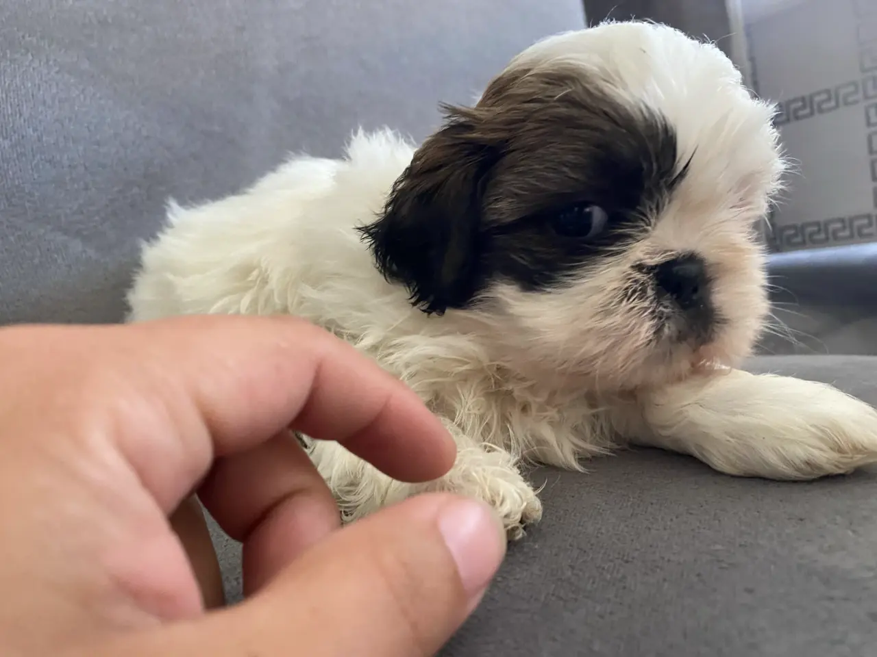 Billede 3 - Lækre Shih Tzu Hvalpe