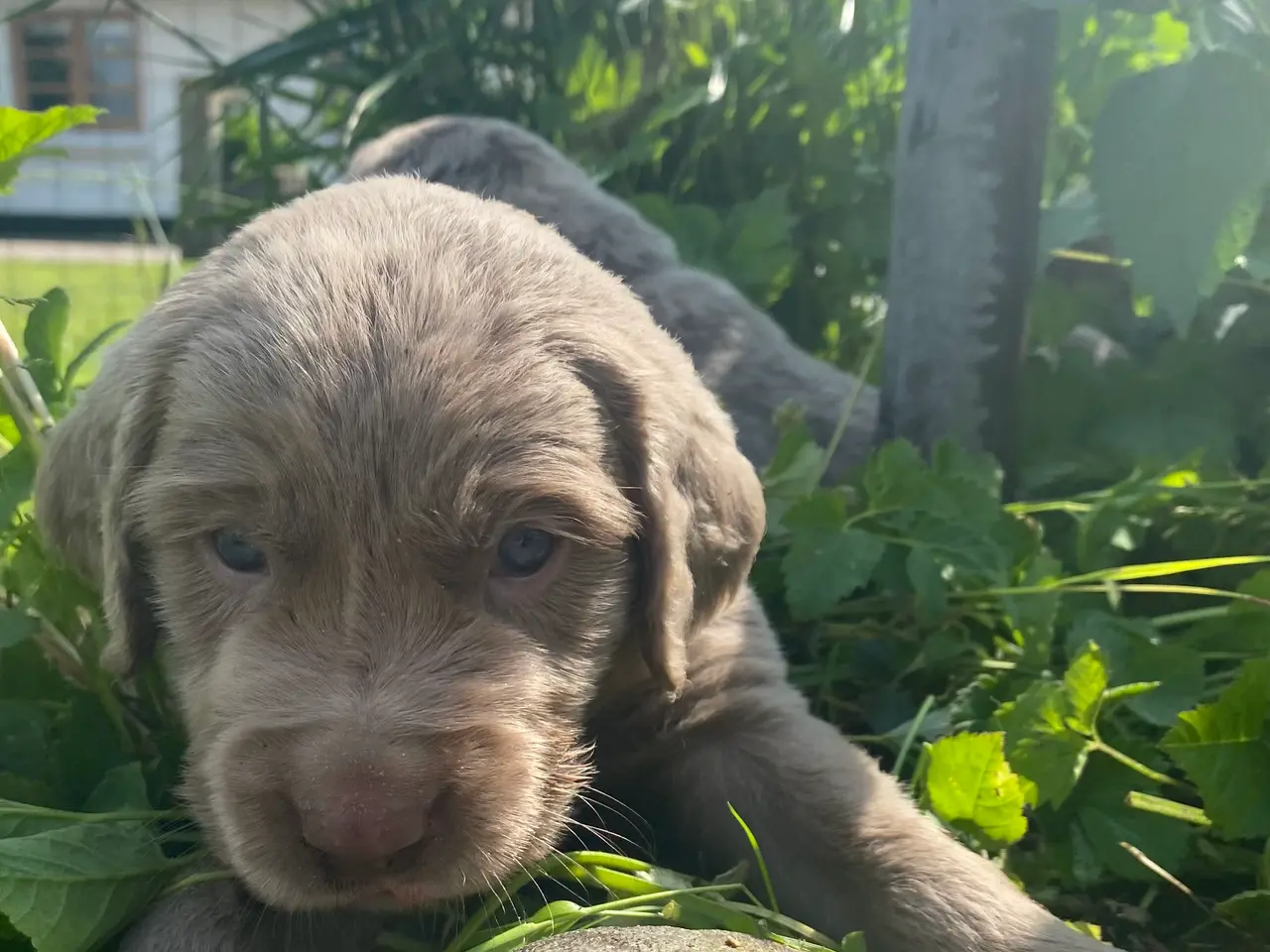 Billede 3 - Hvalp, bliver Golden retriever str