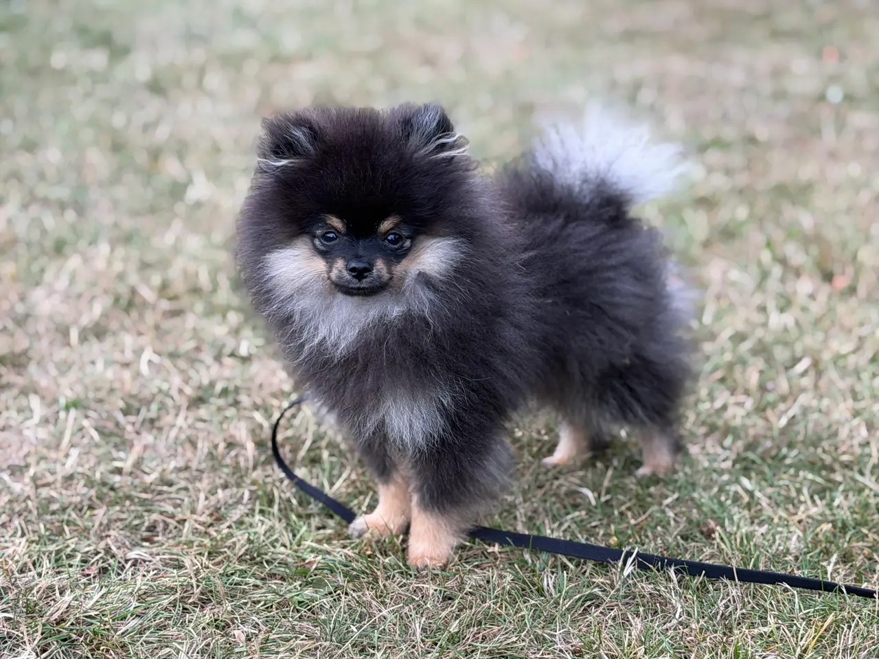 Billede 4 - Skønneste lille Pomeranian han
