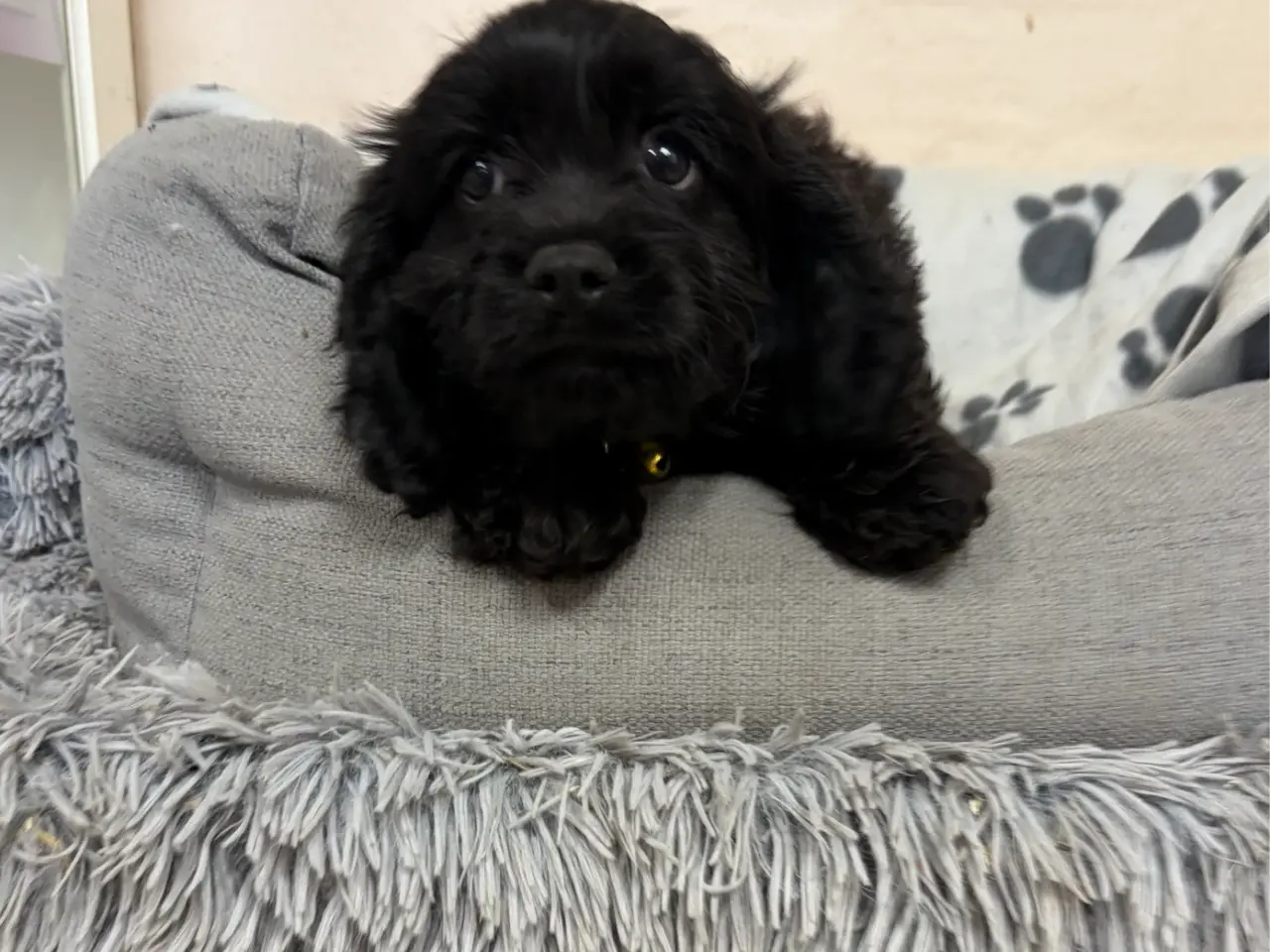 Billede 10 - De smukkeste F1 Cavapoo babyer