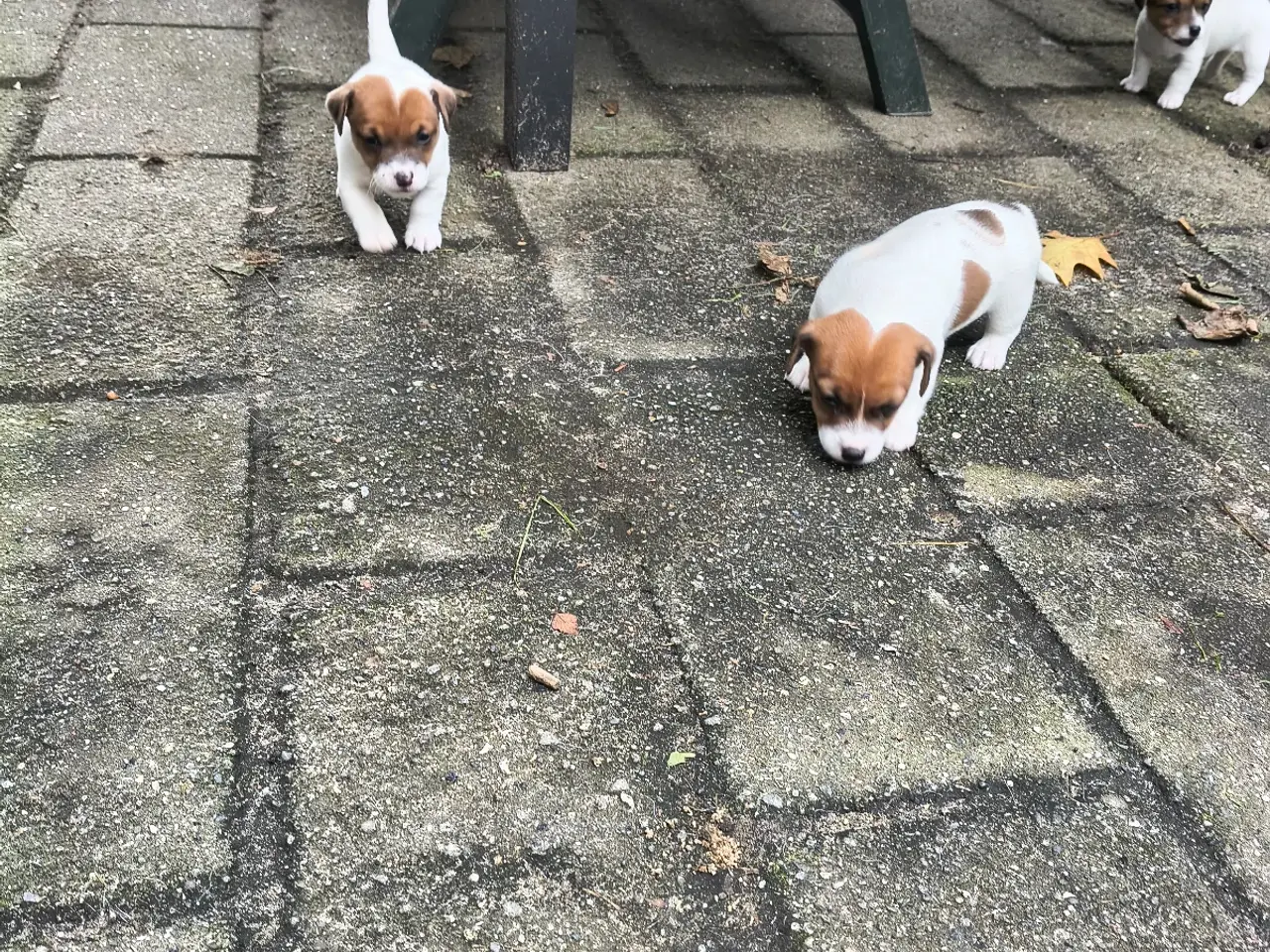Billede 4 - Lækker Jack Russell Terrier hvalpe 