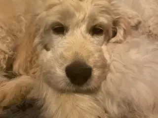 GoldenDoodle HVALPE - NYFØDTE