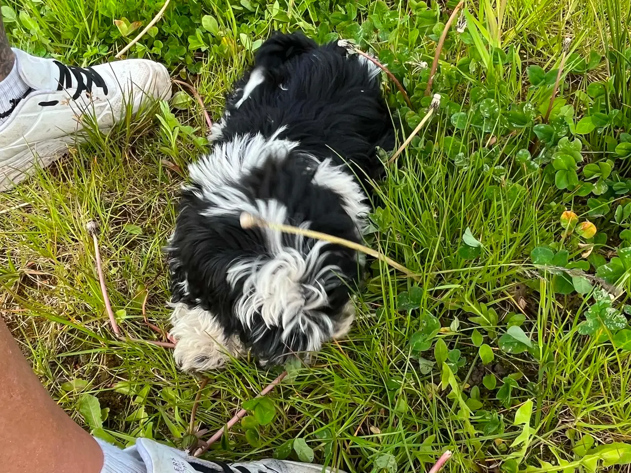 Billede 5 - Shih Tzu hvalpe
