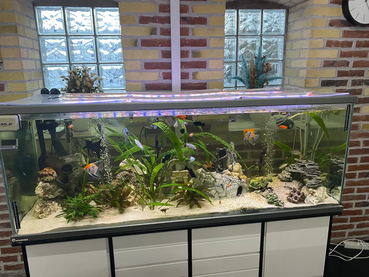 Billede 3 - STORT FLOT AKVARIUM - DANSK PRODUCERET