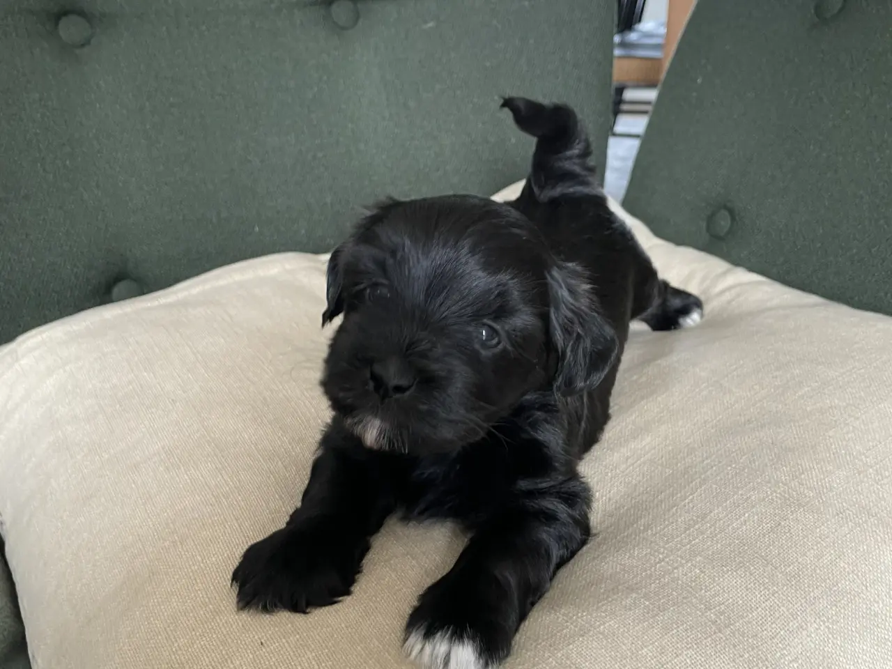 Billede 7 - 🐶SOLGT🐶Hava hvalpe