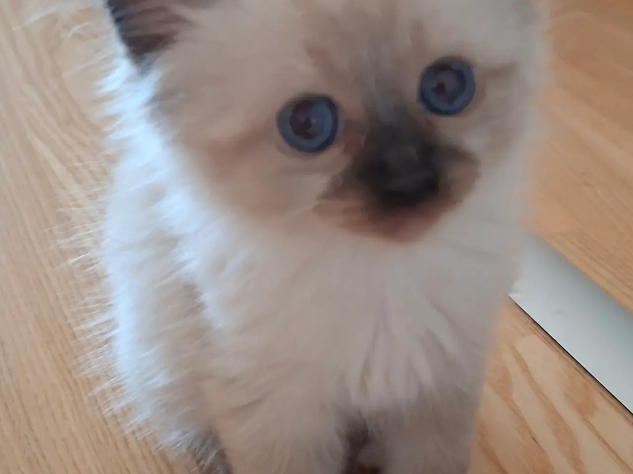 Billede 5 - Skønne Ragdoll killinger 🐾🤎