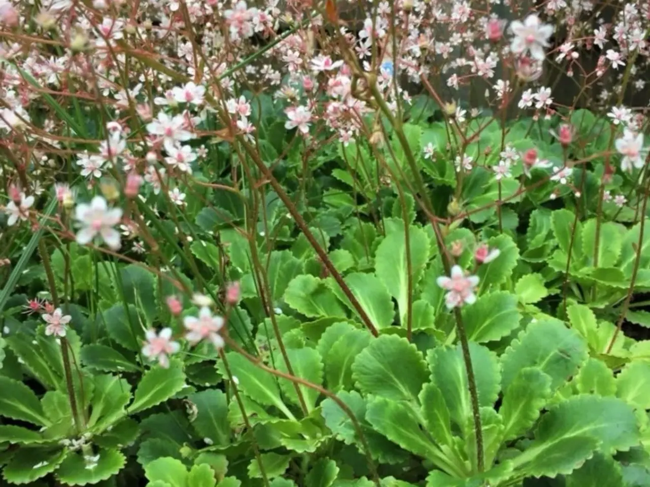 Billede 6 - Planter