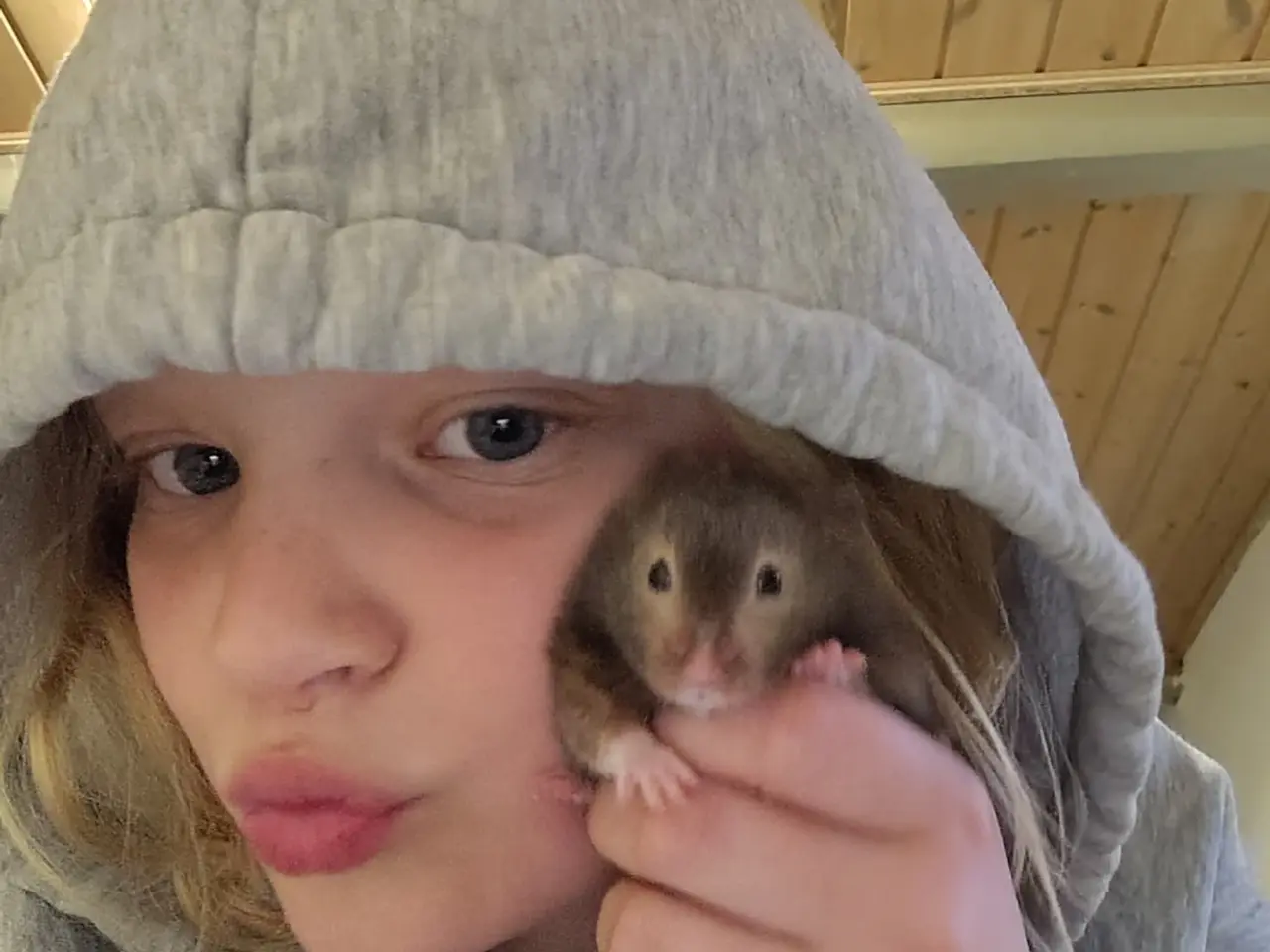 Billede 3 - 3 guld hamster sælges