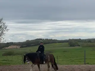 Chancehest/skovtur - hjem før pris!