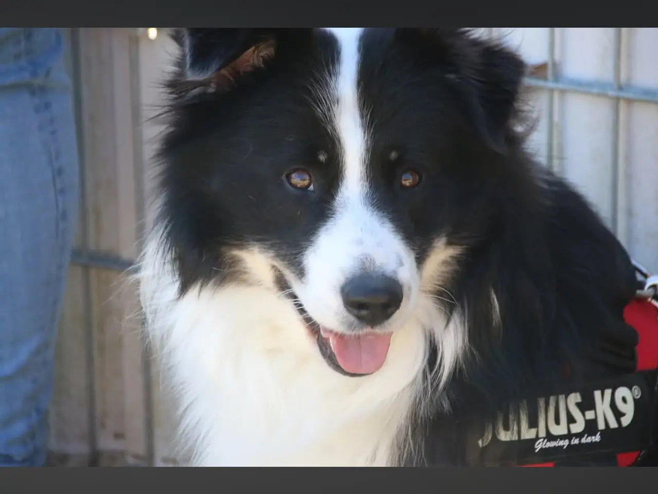 Billede 5 - Islansk fårehund 