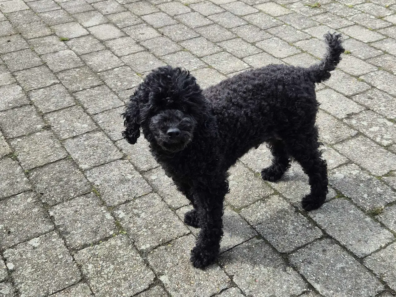 Billede 12 - Cavapoo f1b 