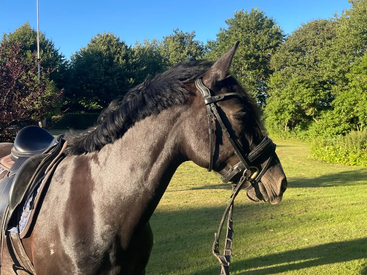 Billede 2 - ✨smuk 6 års hoppe tilsalg✨