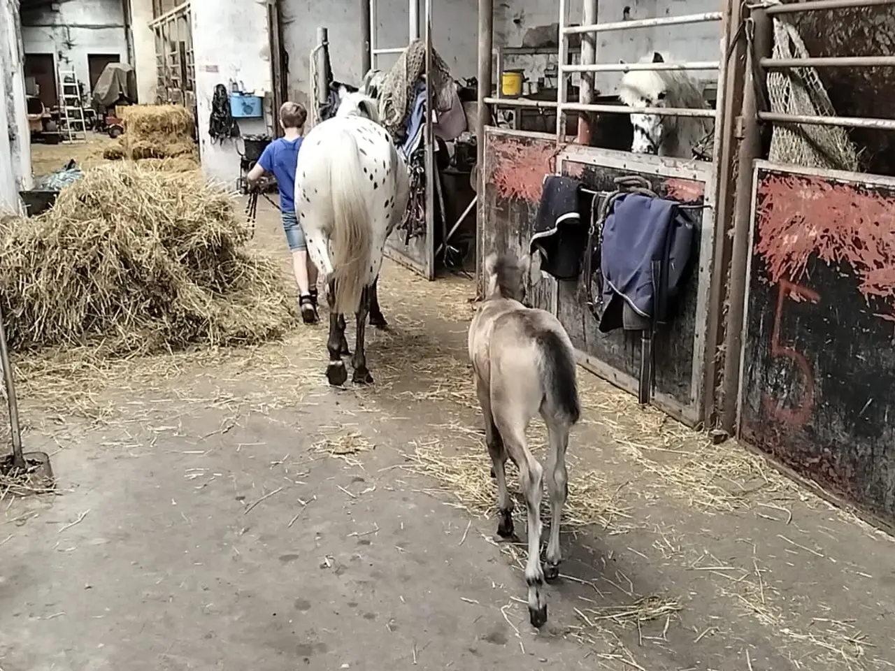 Billede 6 - Hoppe 134cm 4 år Knapstrubber