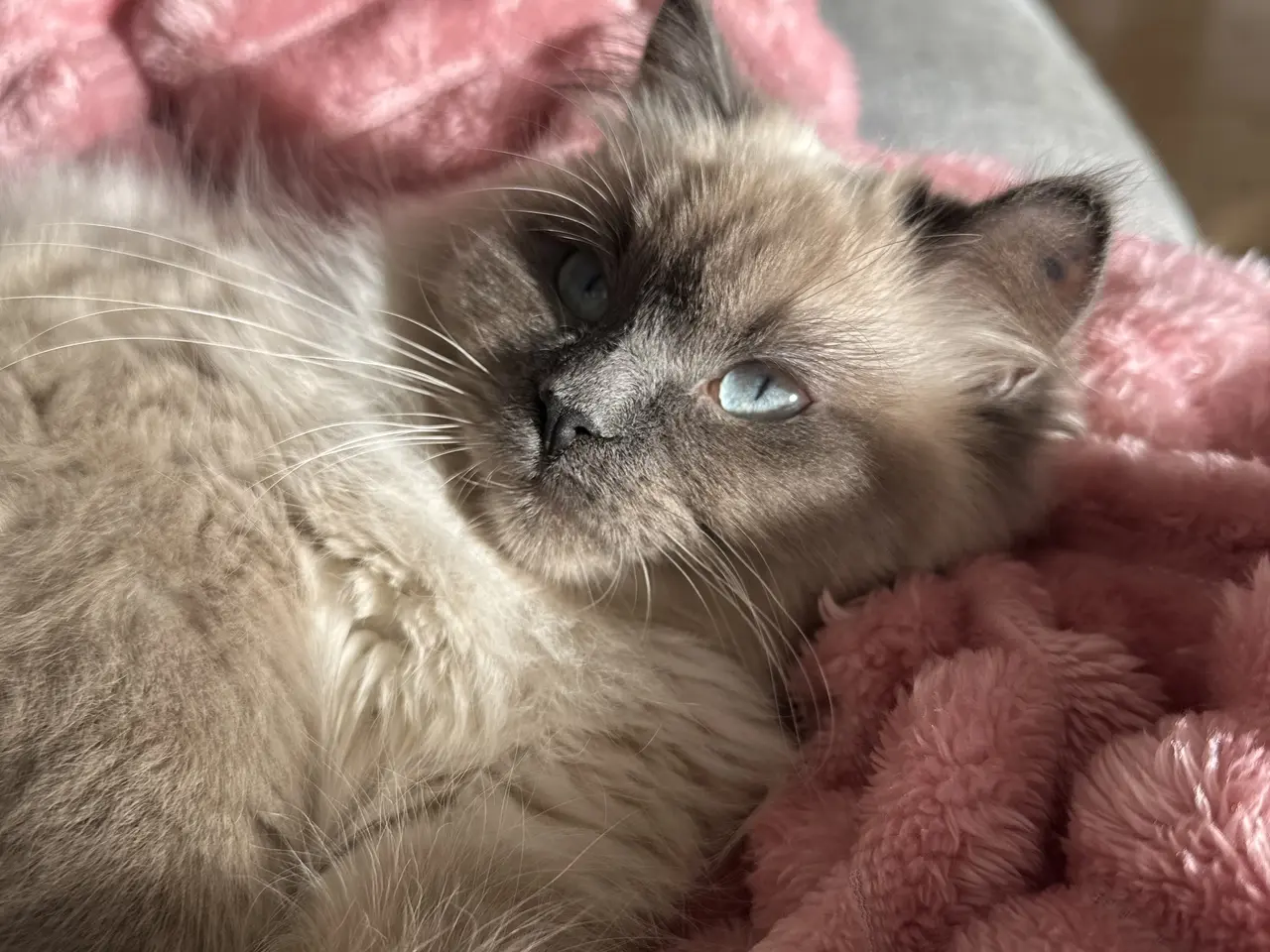 Billede 11 - Dejligste Ragdoll killinger 😻