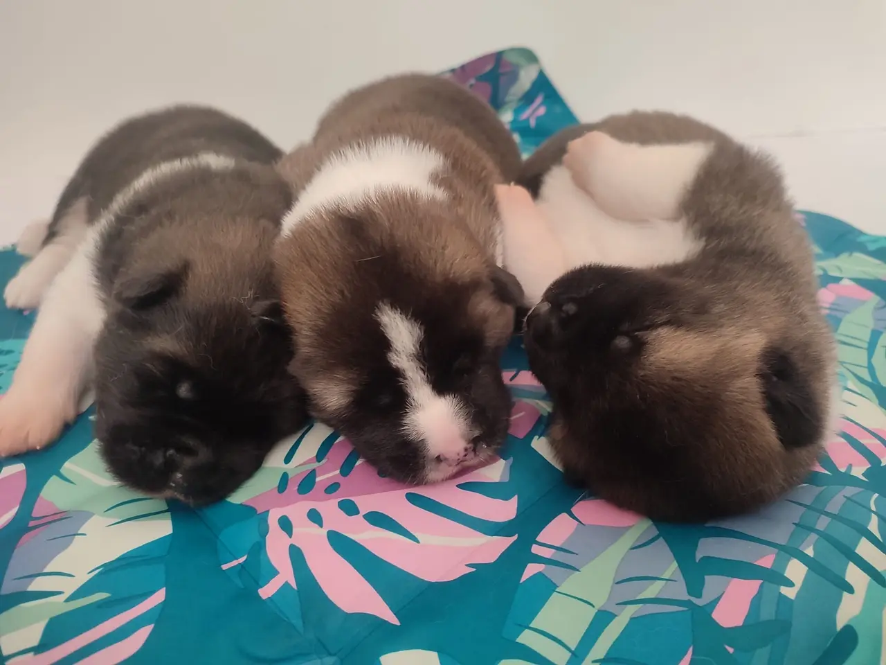 Billede 1 - American Akita hvalpe med DKK Plus Stambog!